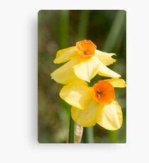 yellow daffodils Canvas Print