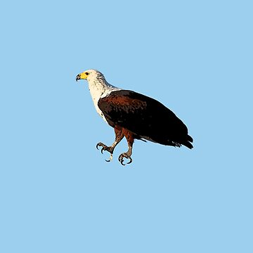 eagle hunting fish Sticker for Sale by bhanu03