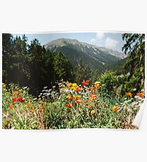 Mountain garden Poster