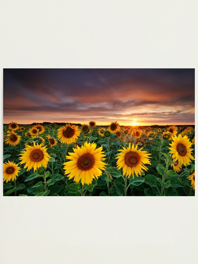Alternate view of Here comes the Summer Photographic Print