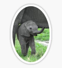 Baby African Elephant Sticker