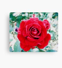 nature Canvas Print
