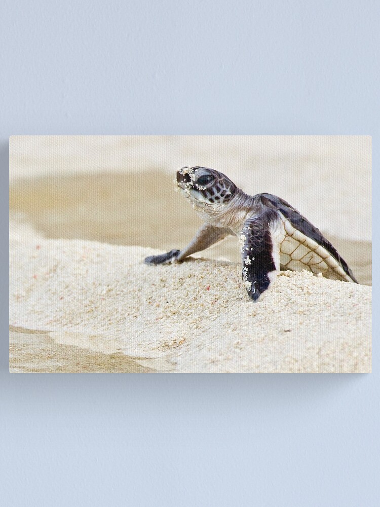 Alternate view of Baby green sea turtle Canvas Print