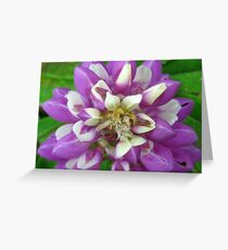 Lupin star Greeting Card