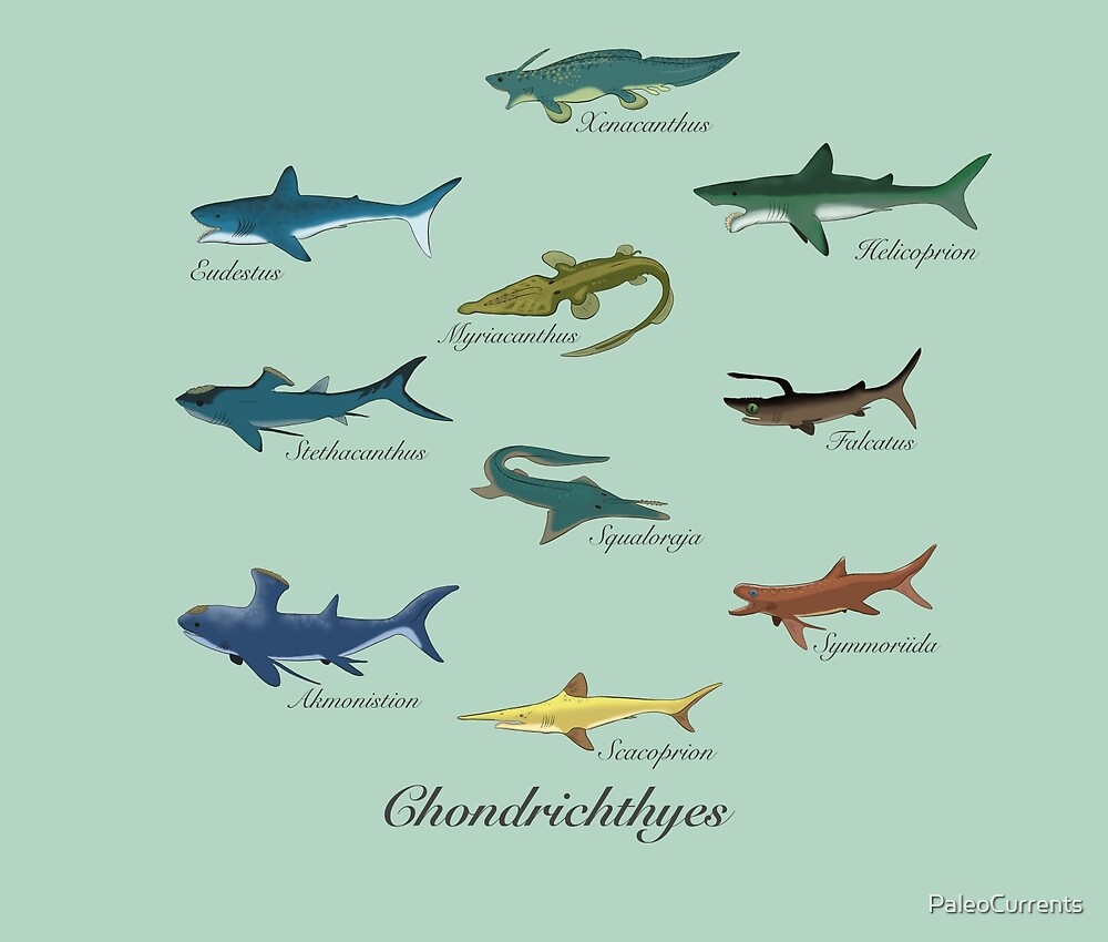 "Ancient jaws , Prehistoric sharks" by PaleoCurrents | Redbubble