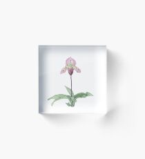 Lady Slipper Orchid Acrylic Block