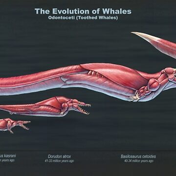 Muscle Evolution codes