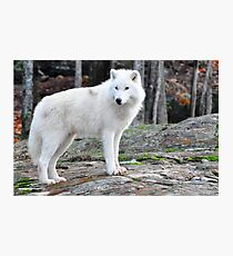 Arctic Wolf - Québèc, Canada Photographic Print