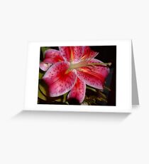 Single Star Gazer Greeting Card