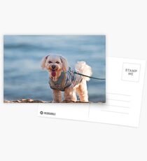 Anonymous Postcards