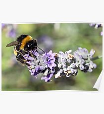Bee Happy! Poster