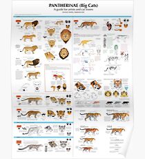 Pantherinae (big cats) chart for artists Poster