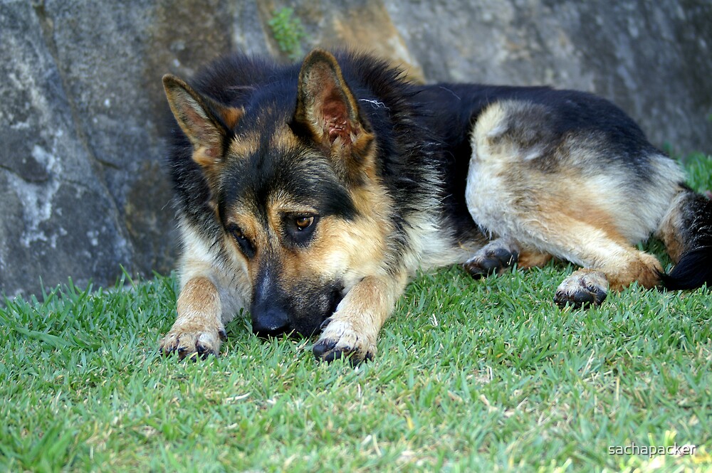 "German Shepherd x Kelpie" by sachapacker Redbubble