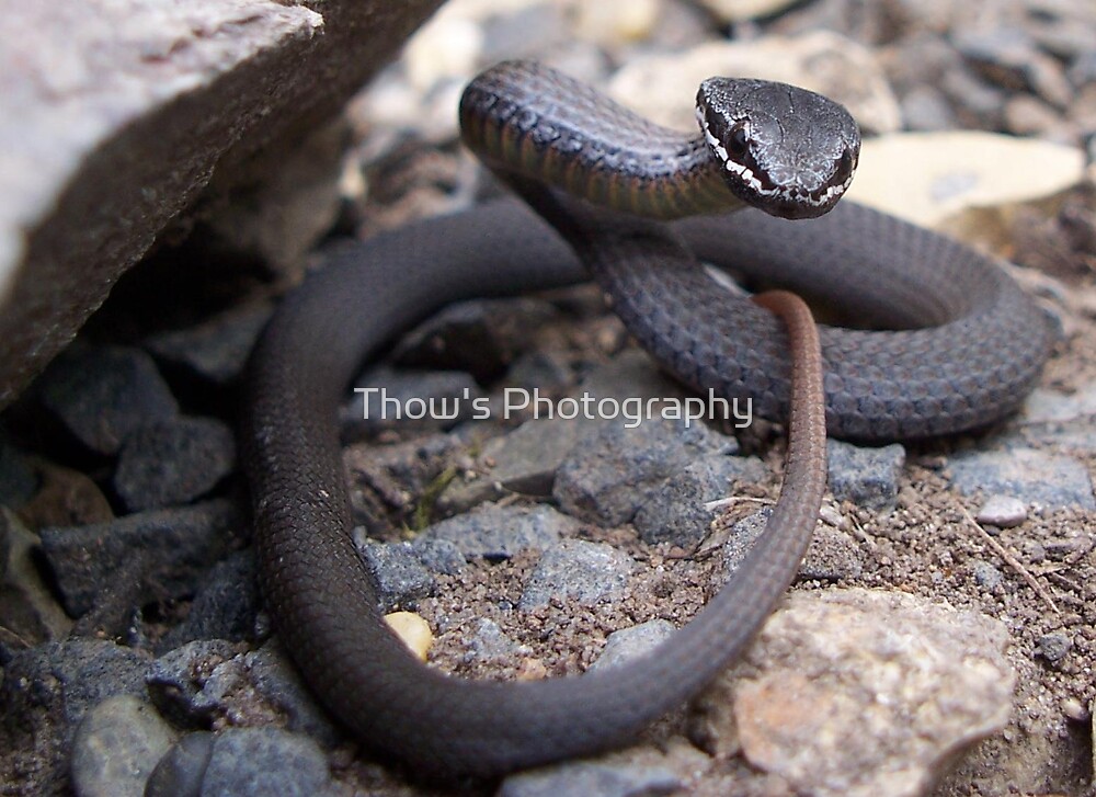 "White-lipped Snake" By Thow's Photography | Redbubble