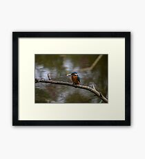Kingfisher Framed Print