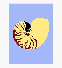 Chambered Nautilus Shell Photographic Print