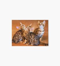 Lámina de exposición Presentación de los gatitos de Bengala