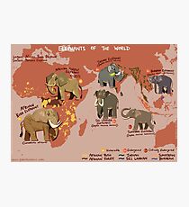 Elephants of the World Photographic Print