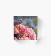 The Bird, the Bee and the Gum Blossoms ~ Rainbow Lorikeet Acrylic Block