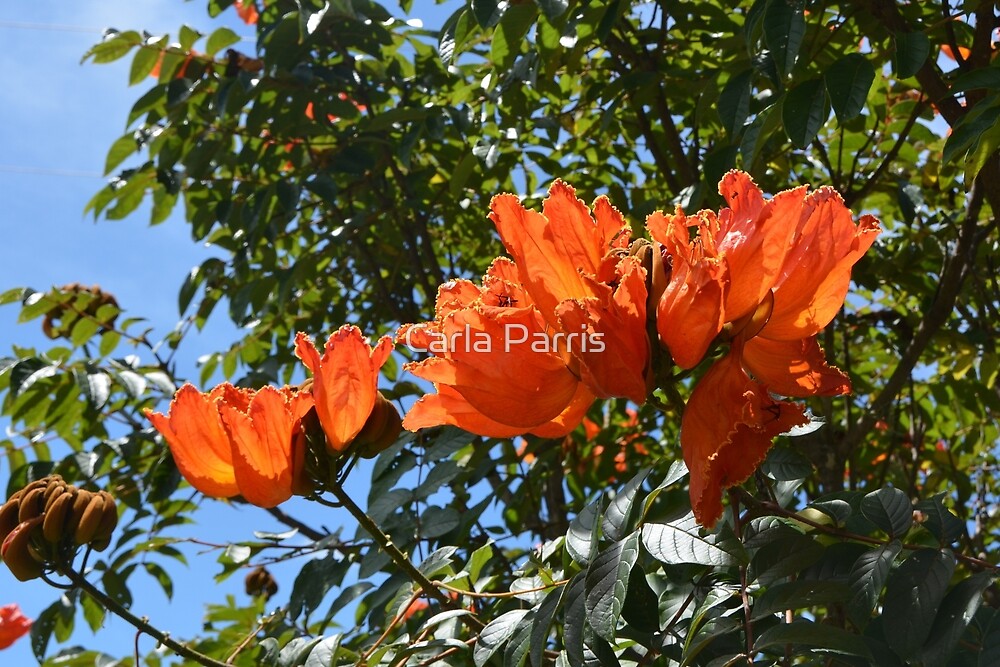  Vibrant Flowering Tree  in Honduras with Bright Orange  