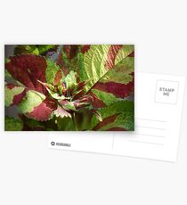coleus sunning Postkarten