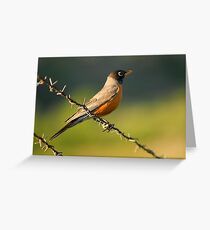 Robin on Barbed Wire Greeting Card