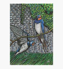 Swallows Photographic Print