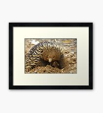 Echidna Framed Print