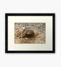 Echidna Framed Print