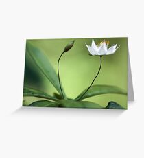 Starflower With New Bud Greeting Card