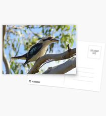 Laughing Kookaburra Postcards