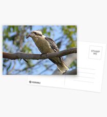 Laughing Kookaburra Postcards