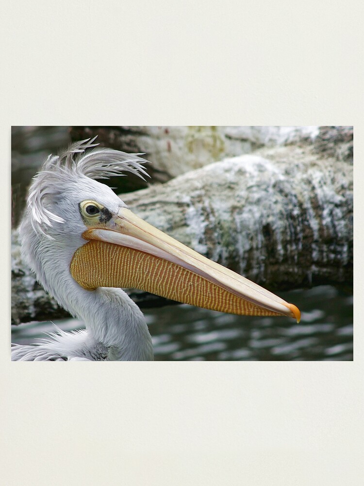 Alternate view of Bad hair day Photographic Print