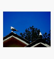 Perched Photographic Print