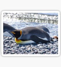 King penguin (Aptenodytes patagonicus) Sticker