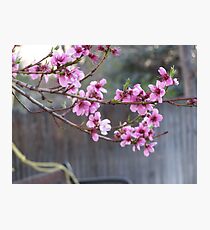 blossoms Photographic Print