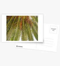 Unter der Palme Postkarten