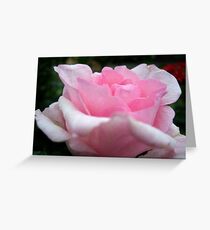 "Blushing Beauty" Greeting Card
