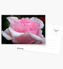 "Blushing Beauty" Postcards