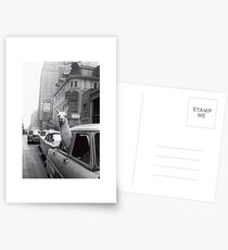 New York Llama Postcards