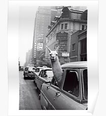 New York Lama Poster