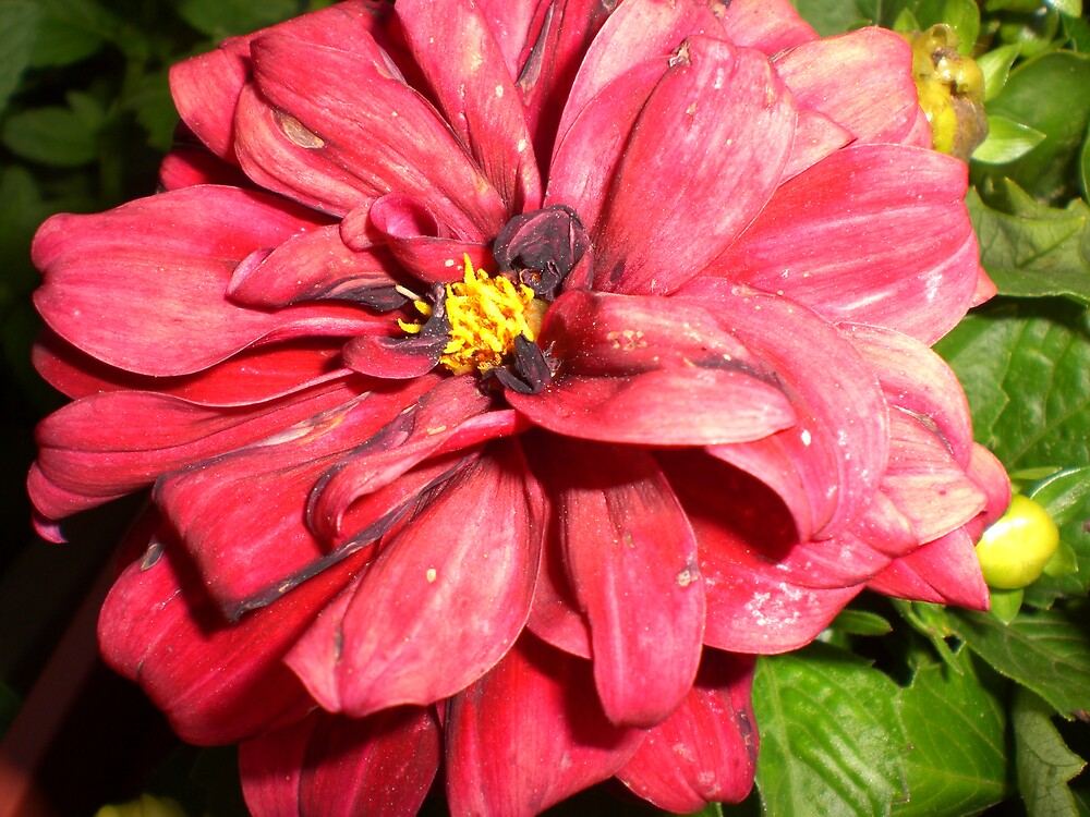 "i need you, like flowers need the rain" by Ellaine Walker Redbubble