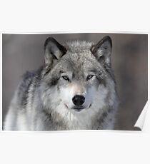 Wolf Poster