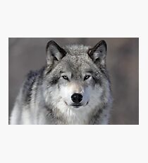 Wolf Photographic Print