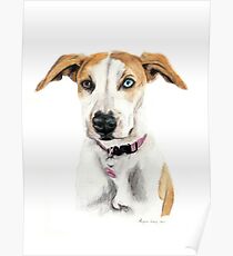 Dog Poster