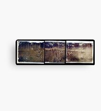 scottish thistle Canvas Print