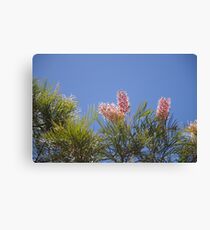 Pinjarra Grevillea Canvas Print
