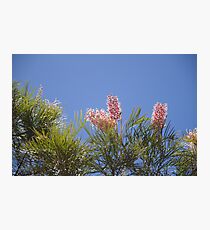 Pinjarra Grevillea Photographic Print