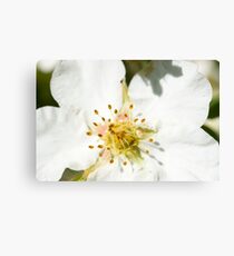 Flower macro Canvas Print
