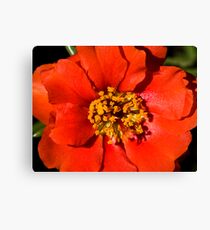Flower macro Canvas Print